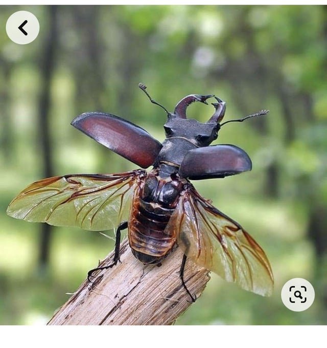 Cutiefly: Thông tin chi tiết về Pokemon Hệ Tiên Côn Trùng