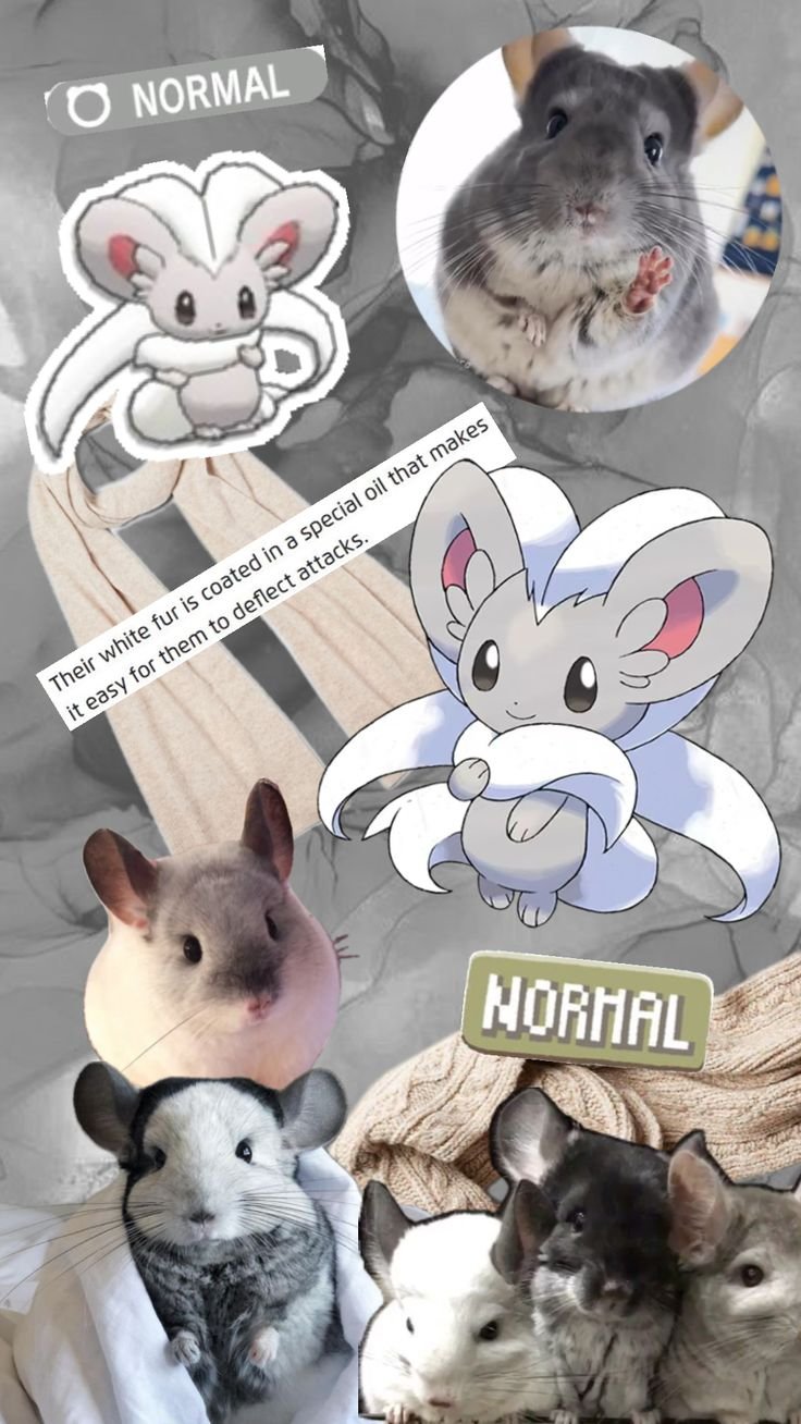 Khám phá Cinccino: Thông tin chi tiết về Pokemon Chinchilla
