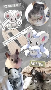 Khám phá Cinccino: Thông tin chi tiết về Pokemon Chinchilla