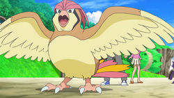 Pidgeotto Trong Thế Giới Anime Pokémon