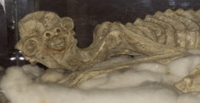 a-purported-kappa-mummy-can-be-seen-at-a-sake-brewery-in-v0-d8rretm9o6vd1 Kappa (河童): Giải Mã Sinh Vật Nước Nhật Kỳ Bí