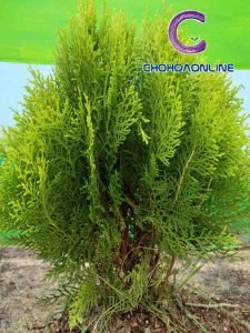 Cây Thuộc Bài Wiki: Thông Tin Toàn Diện