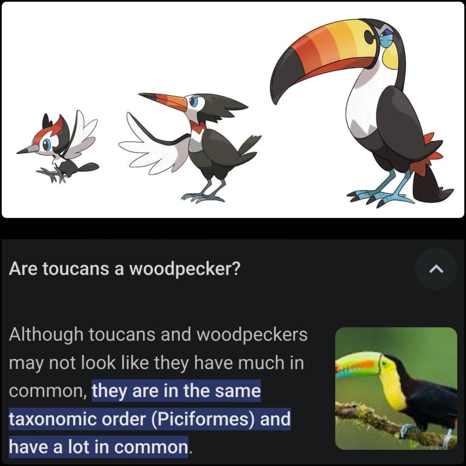 Pikipek: Thông tin đầy đủ về loài chim gõ kiến