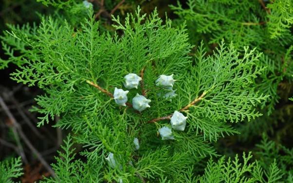 Cây Thuộc Bài Wiki: Thông Tin Toàn Diện