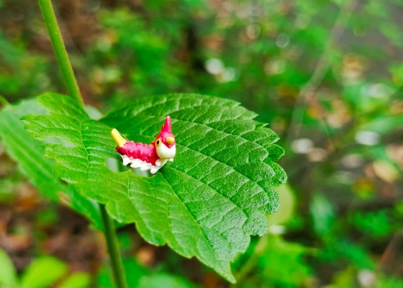 Hình ảnh Wurmple – Pokémon sâu nhỏ ngộ nghĩnh wurmple 28